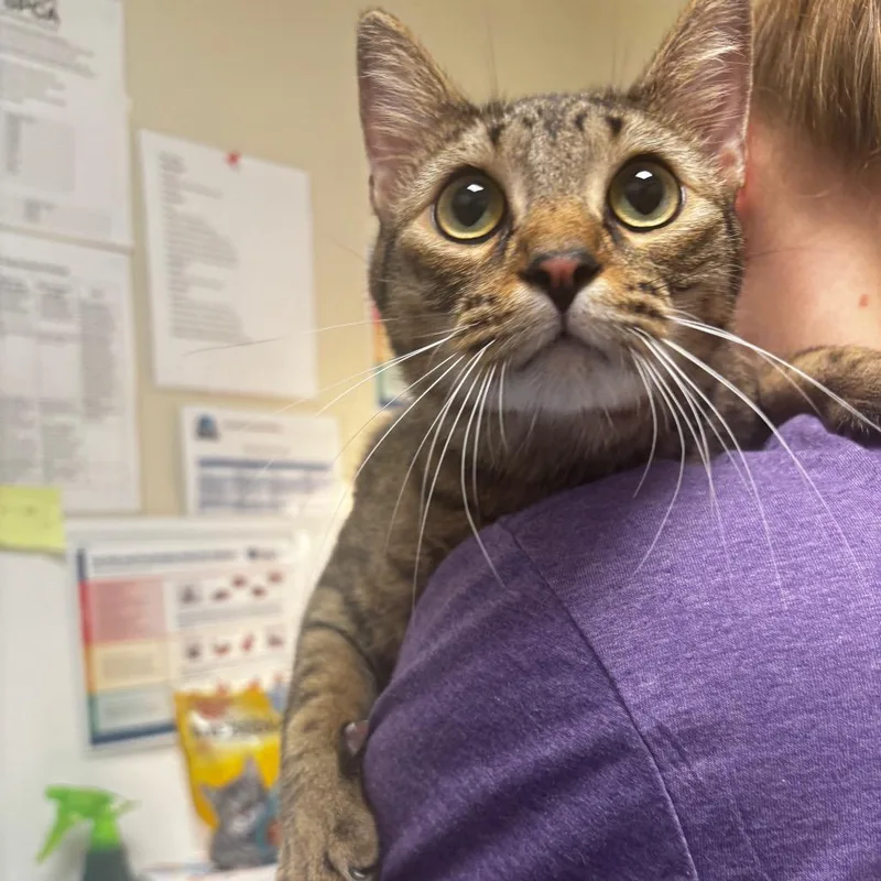 An adult medium-sized male Gray / Blue / Silver Domestic Short Hair cat named Emerson for adoption in Tulsa, OK