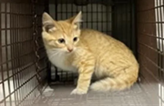 A baby small-sized male Domestic Short Hair cat named Clogsworth for adoption in Los Angeles, CA