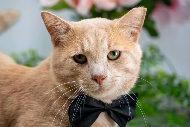 An adult medium-sized male Buff / Tan / Fawn Domestic Short Hair cat named Odysseus for adoption in Sevierville, TN