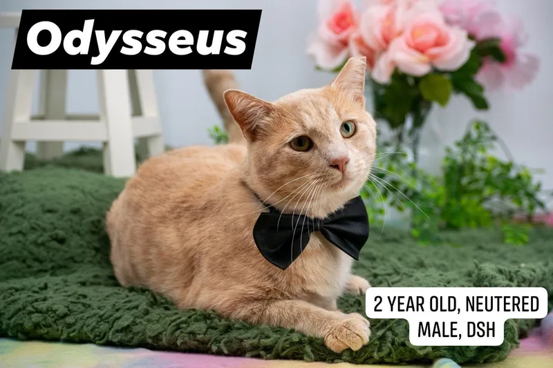 Odysseus thumbnail 2