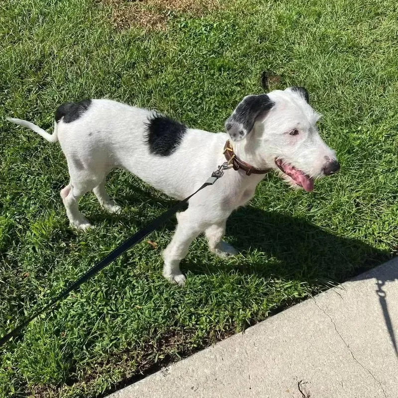 A baby medium-sized female White / Cream Weimaraner dog named Monica for adoption in Palm Bay, FL