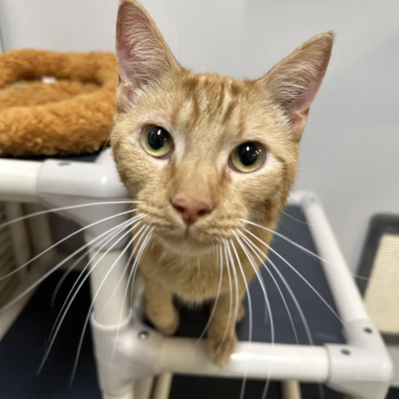 An adult large-sized male Tabby (Orange / Red) Domestic Short Hair cat named Wyatt for adoption in Converse, TX