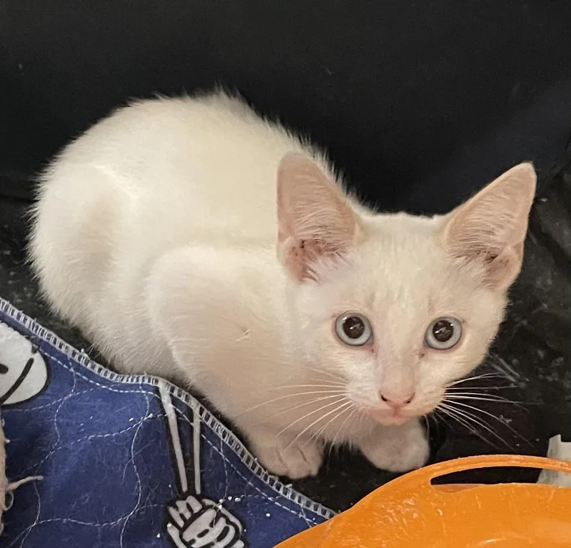 Luigiportofino Petsmart