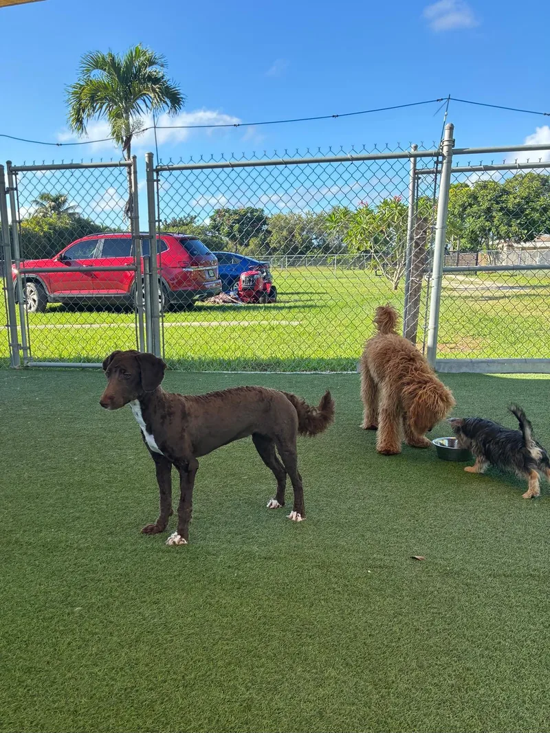 A young medium-sized female Brown / Chocolate Aussiedoodle dog named Valeria and Hope for adoption in Homestead, FL