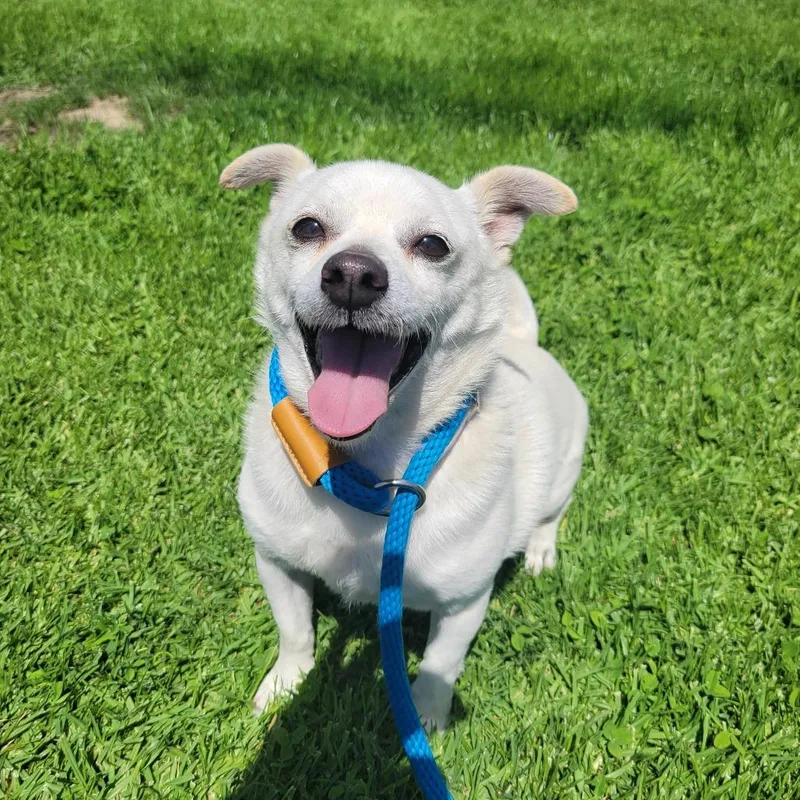 A senior small-sized male White / Cream Chihuahua dog named Buster for adoption in Long Beach, CA