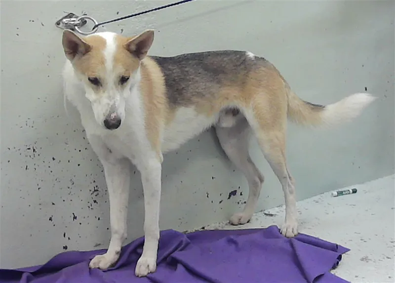 A young large-sized male German Shepherd Dog dog named Obi for adoption in Houston, TX