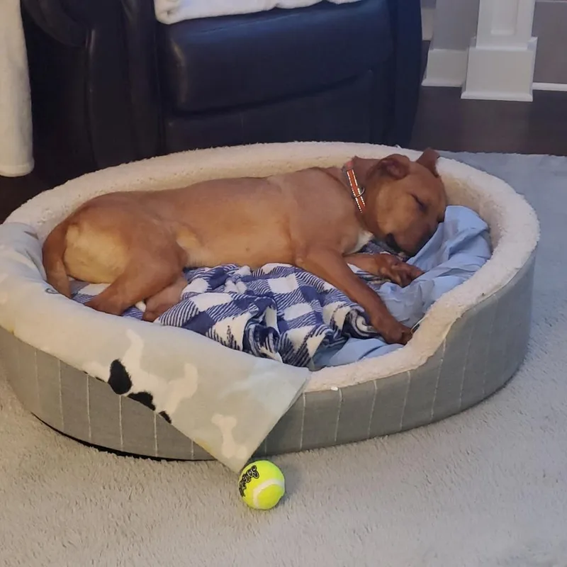 Dozer thumbnail 4
