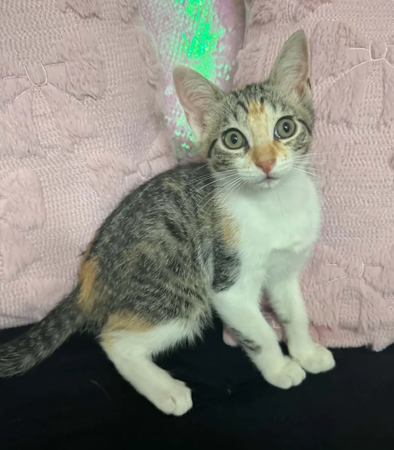 A baby medium-sized female Calico Domestic Short Hair cat named Lucy for adoption in Gregory, TX