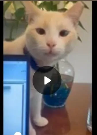 A young medium-sized male Domestic Medium Hair cat named Casper for adoption in San Pedro, CA