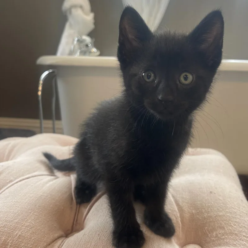 A baby small-sized male Black Domestic Short Hair cat named Bright White for adoption in Rochester, MN