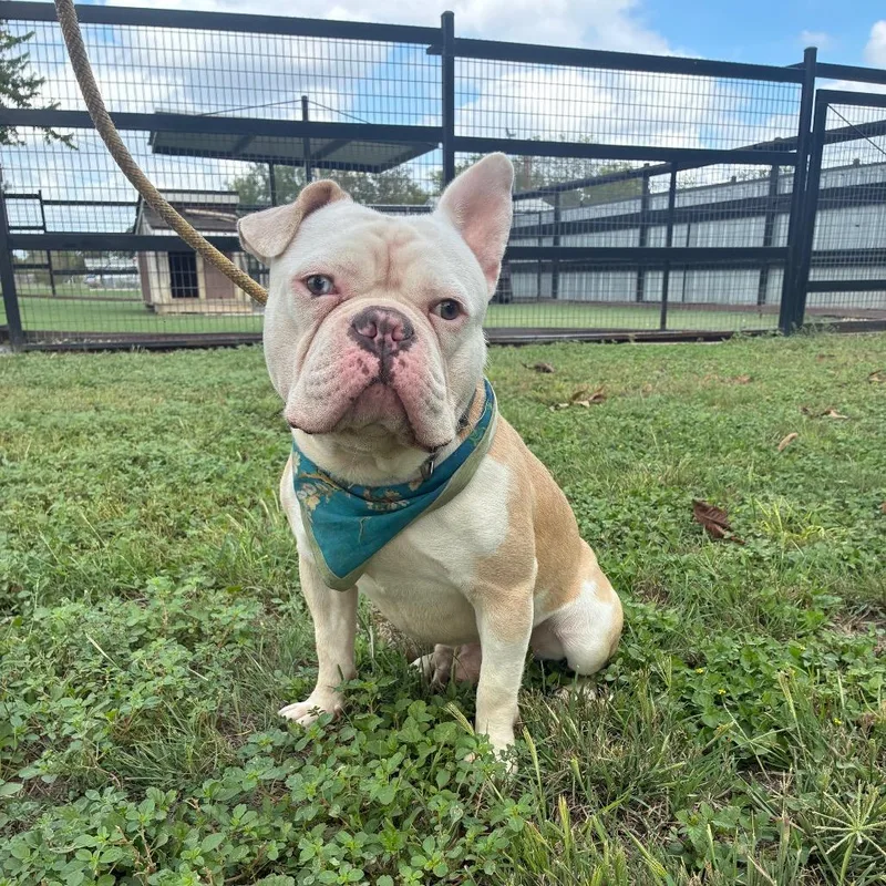 A young medium-sized male White / Cream French Bulldog dog named Etsy JuM for adoption in Austin, TX