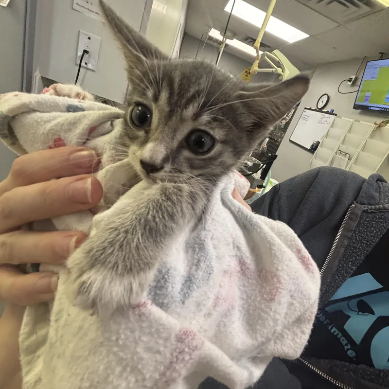 A baby medium-sized male Gray / Blue / Silver Tabby cat named Tootie for adoption in Pottsboro, TX