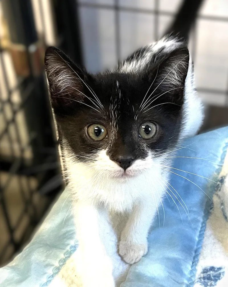 A baby medium-sized male Black & White / Tuxedo Domestic Short Hair cat named Roy for adoption in Monson, MA