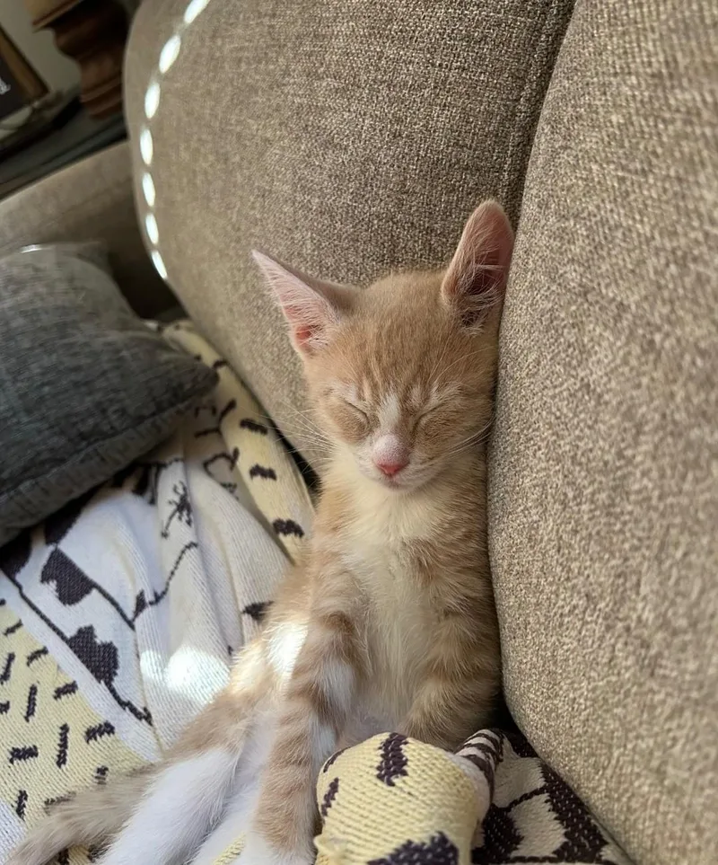 A baby small-sized male Buff & White Domestic Short Hair cat named Tito for adoption in East Brunswick, NJ