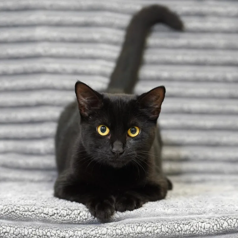 A baby medium-sized female Black Domestic Short Hair cat named Jambalaya for adoption in Sunnyvale, CA