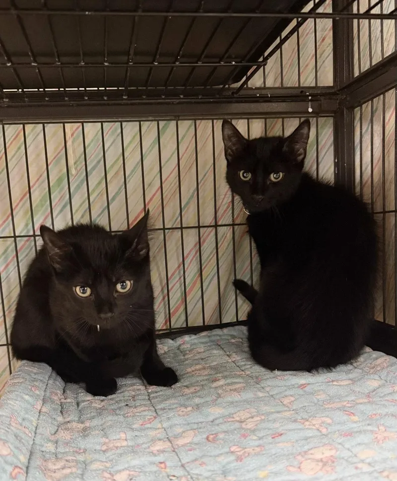 A baby large-sized male Black Domestic Short Hair cat named Charlie for adoption in Ringwood, NJ