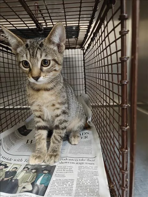 A baby small-sized female Domestic Short Hair cat named Sleepy for adoption in Los Angeles, CA