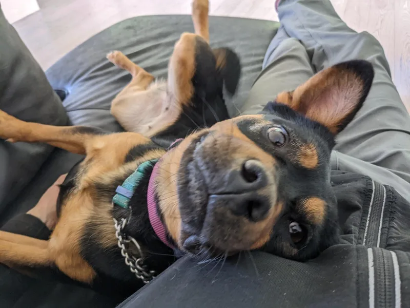 An adult medium-sized female Black Mixed Breed dog named Sheba for adoption in Covington, WA