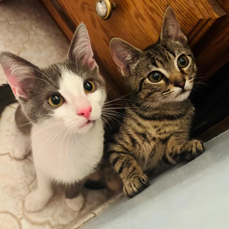 A baby small-sized male Brown / Chocolate Domestic Short Hair cat named Ruble for adoption in Woodbury, NJ
