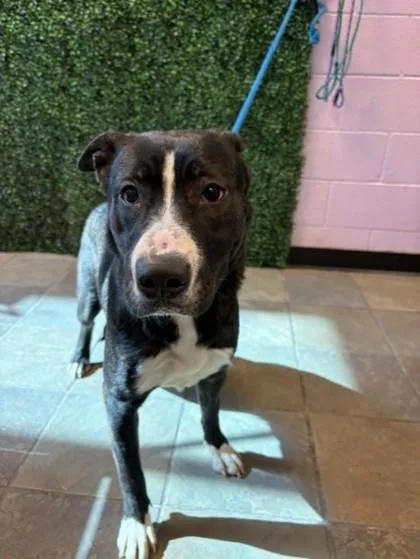 A young medium-sized female Black Pit Bull Terrier dog named Kiki for adoption in El Paso, TX