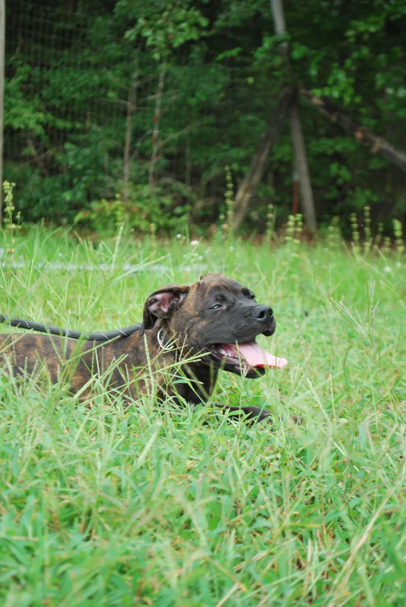 Rolo