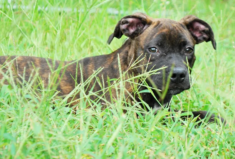 Rolo thumbnail 2