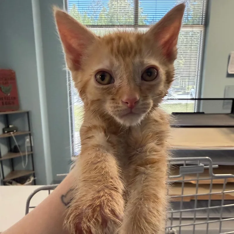 A baby small-sized male Buff / Tan / Fawn Domestic Short Hair cat named Sandy Serenity for adoption in Greensboro, NC