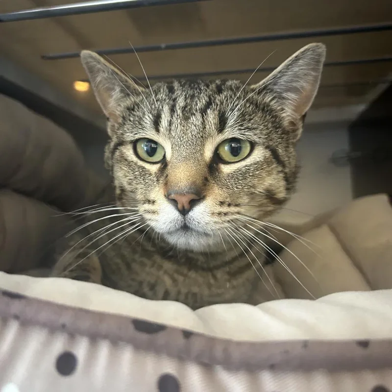 An adult medium-sized male Buff / Tan / Fawn Domestic Short Hair cat named Mr. Krabs for adoption in Park City, UT