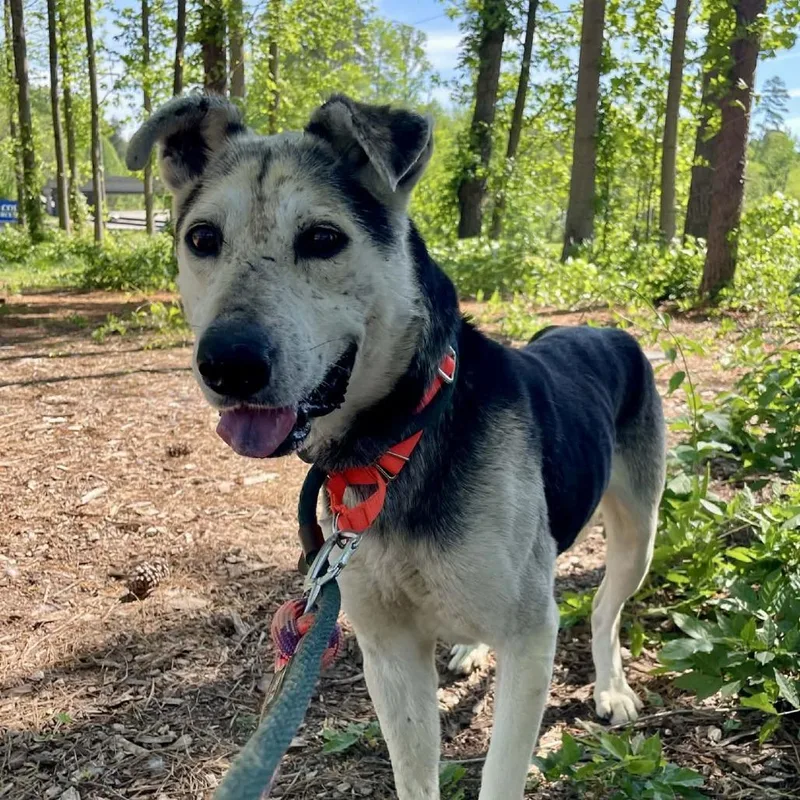 A senior medium-sized male Brown / Chocolate Mixed Breed dog named King Lu for adoption in Greensboro, NC