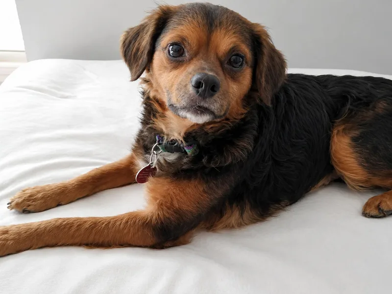 An adult small-sized female Chihuahua dog named Tammy for adoption in Nashville, TN