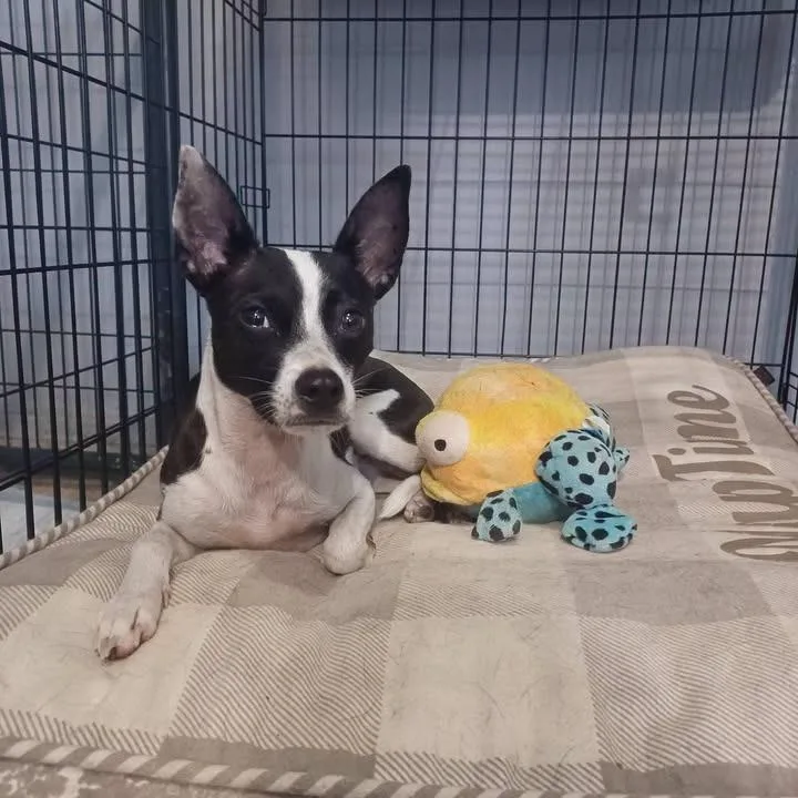 An adult small-sized female Black Fox Terrier dog named Sweet pea for adoption in Martinsburg, WV