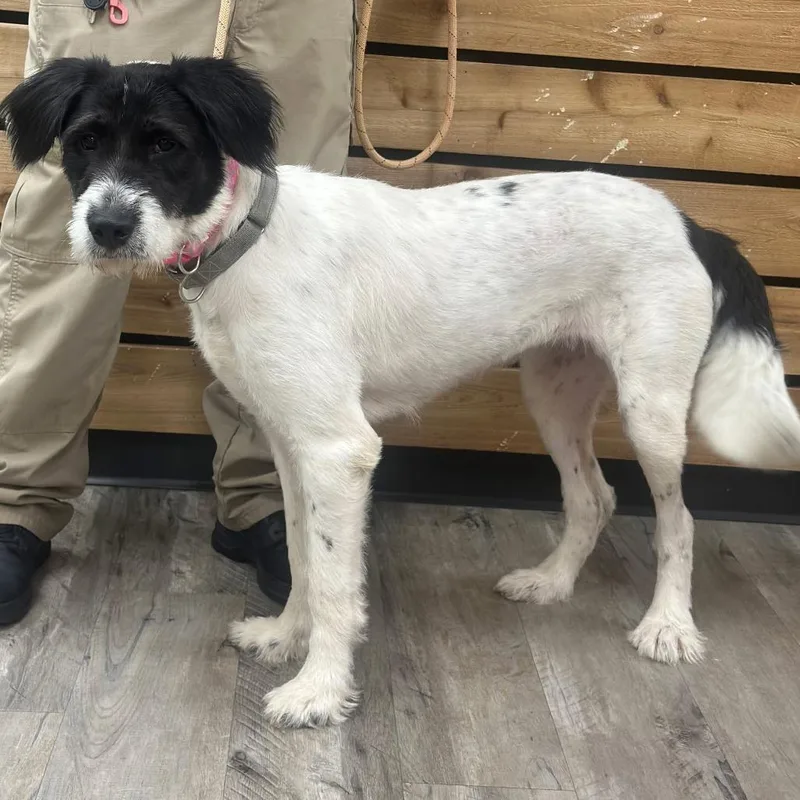An adult large-sized female White / Cream Giant Schnauzer dog named Blizzard for adoption in Wadena, MN