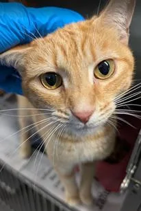 An adult medium-sized female Orange / Red Domestic Short Hair cat named Sunshine for adoption in Herndon, VA