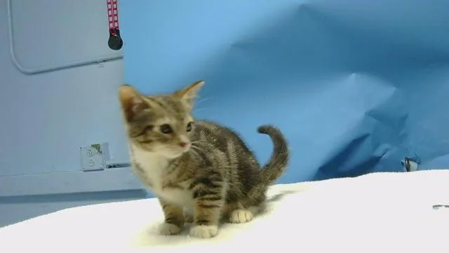 A baby small-sized male Domestic Short Hair cat named Panda for adoption in Gardena, CA