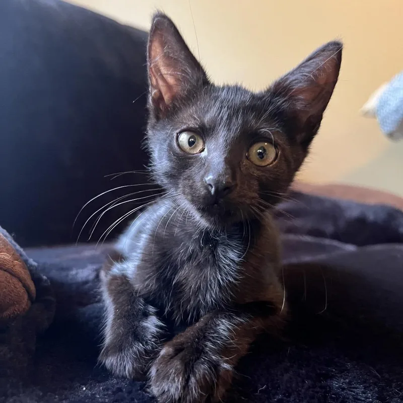 A baby small-sized male Black Domestic Short Hair cat named Dobro for adoption in Fayetteville, GA