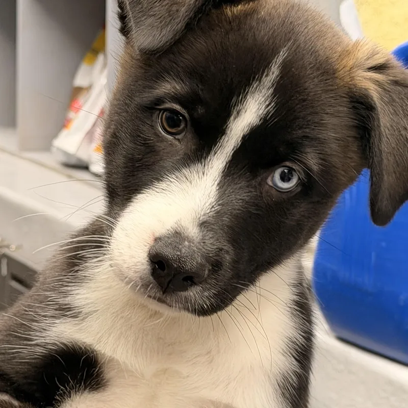 Domino