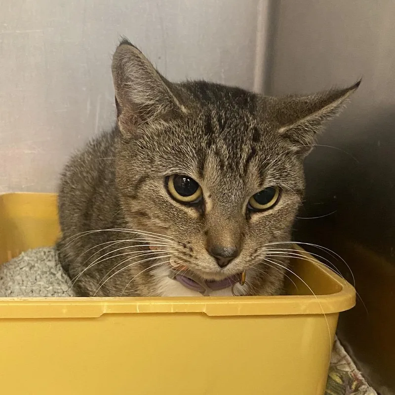 A young medium-sized female Brown / Chocolate Domestic Short Hair cat named Rory for adoption in Columbus, GA