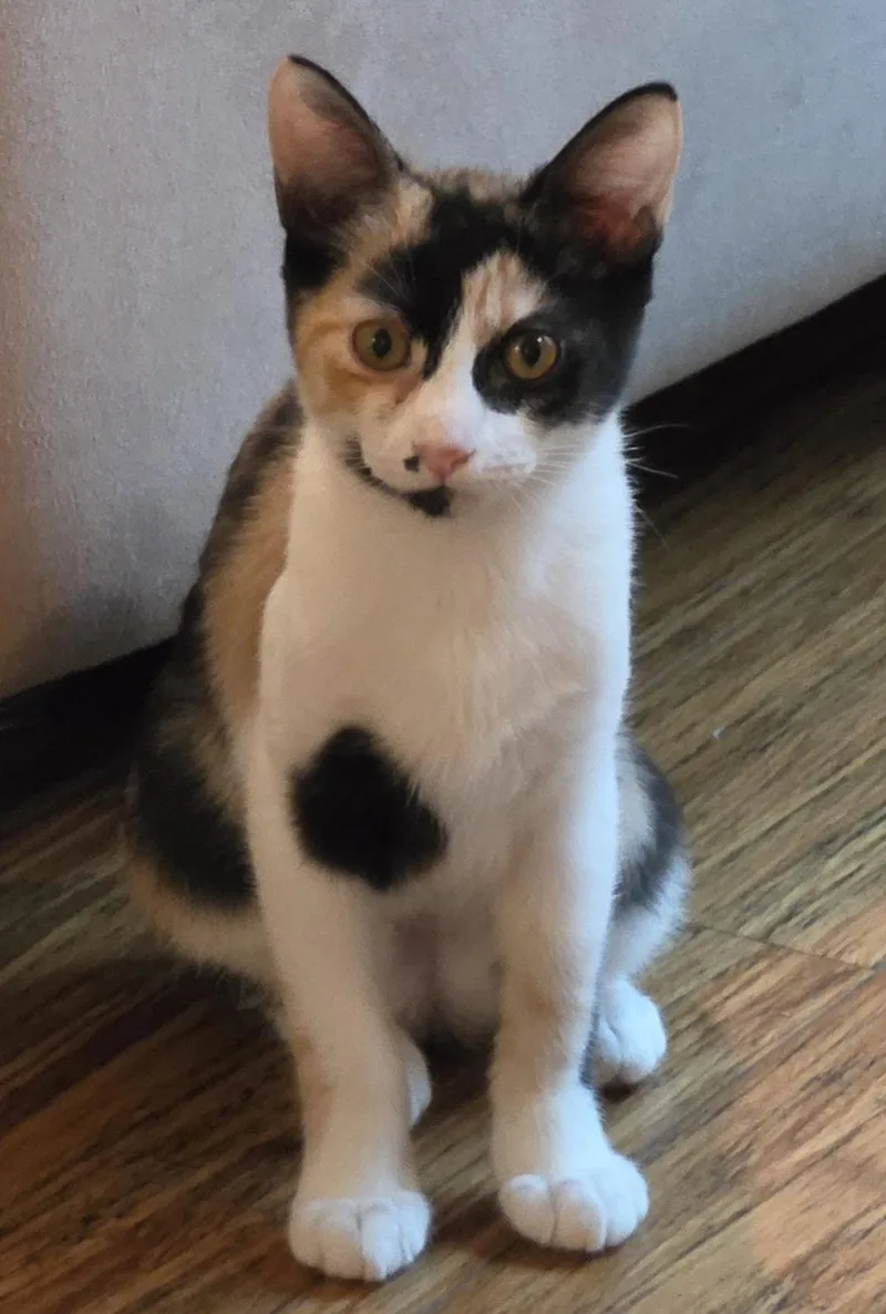 A young medium-sized female Calico cat named Dahlia for adoption in Boynton Beach, FL