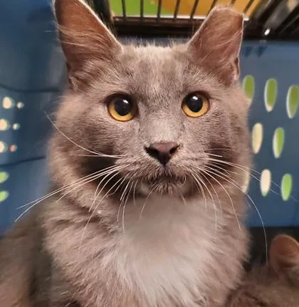 An adult large-sized male Domestic Long Hair cat named Wolfie for adoption in Kansas City, MO