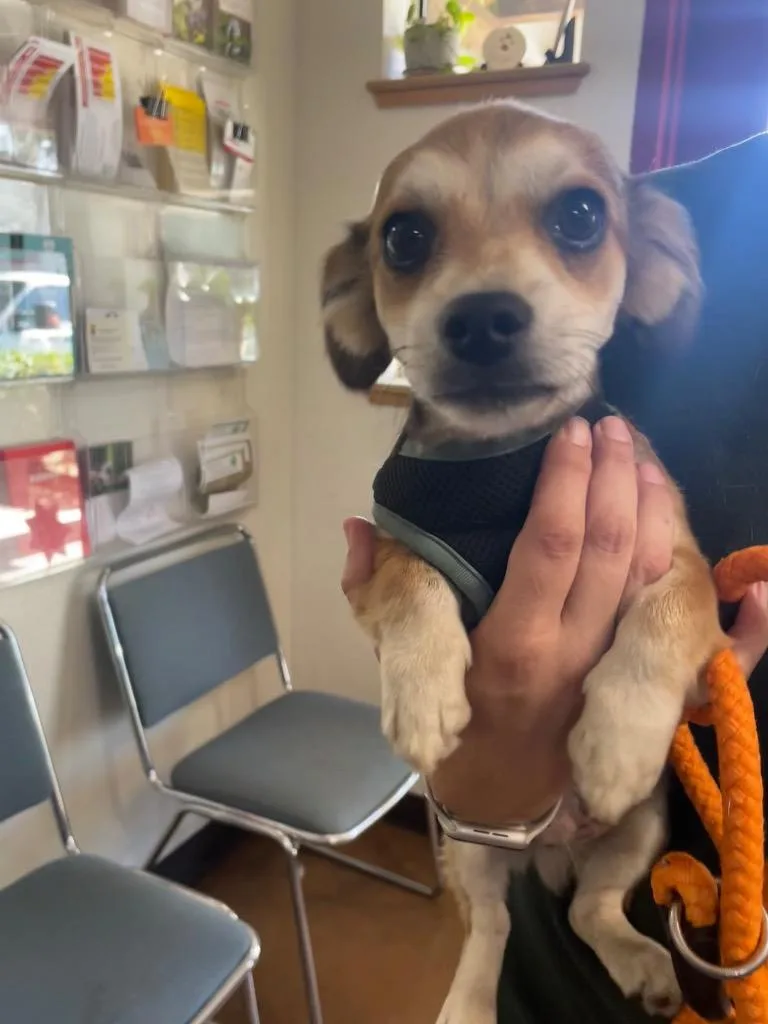 A baby small-sized male Chihuahua dog named Taz for adoption in Chico, CA
