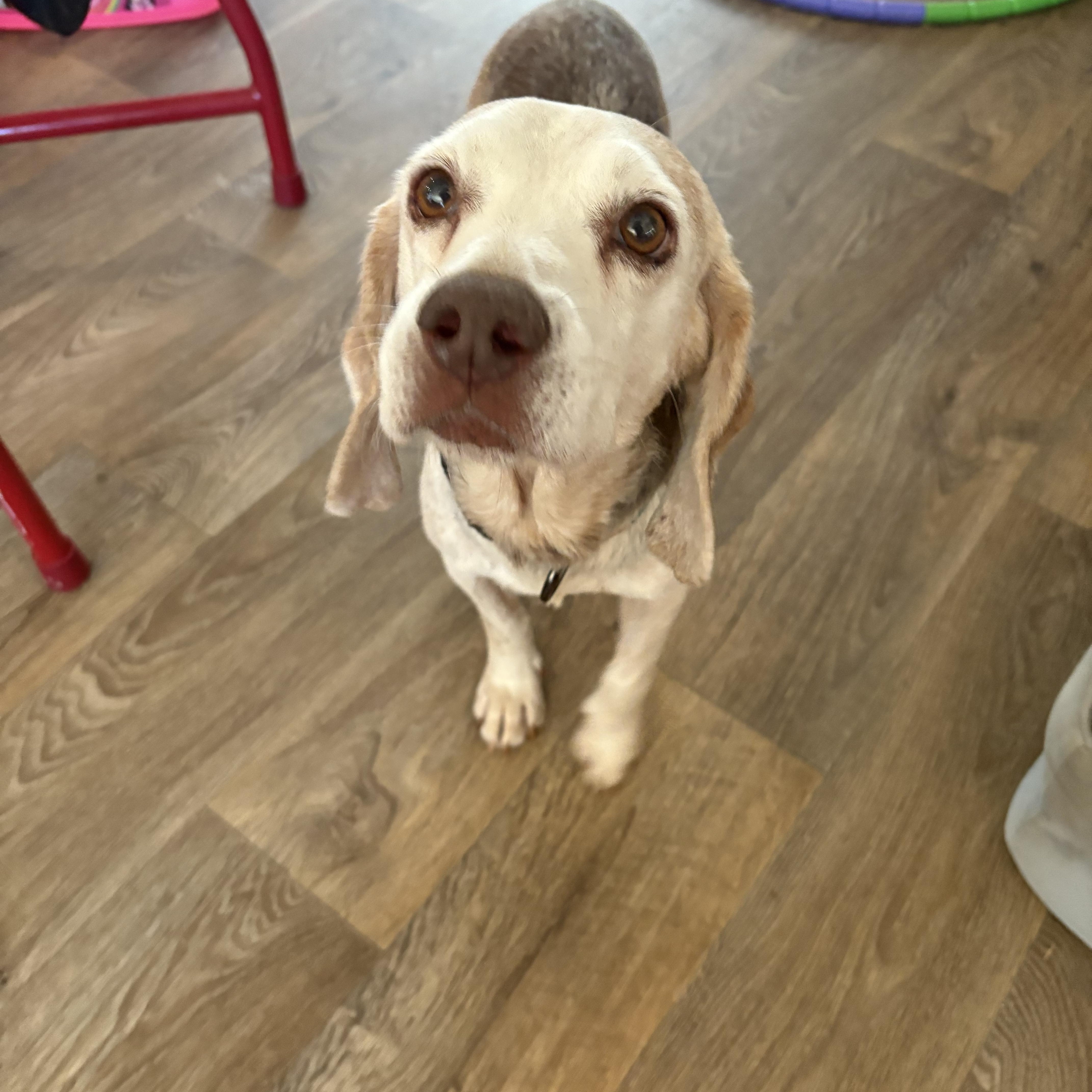 A senior small-sized male Beagle dog named Big Mac for adoption in greer, SC