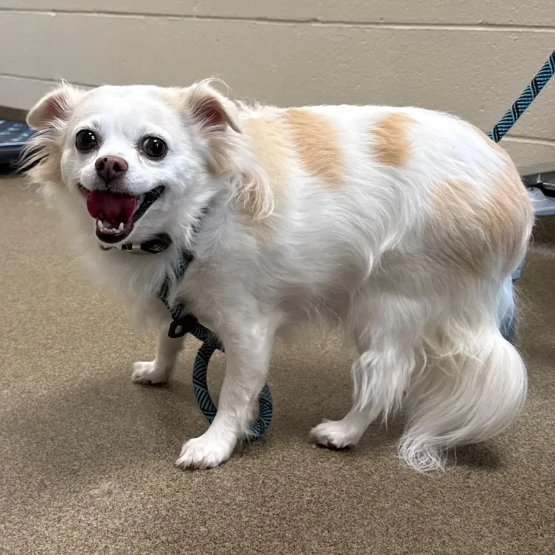 An adult small-sized female White / Cream Chihuahua dog named Rosie Ann for adoption in Council Bluffs, IA