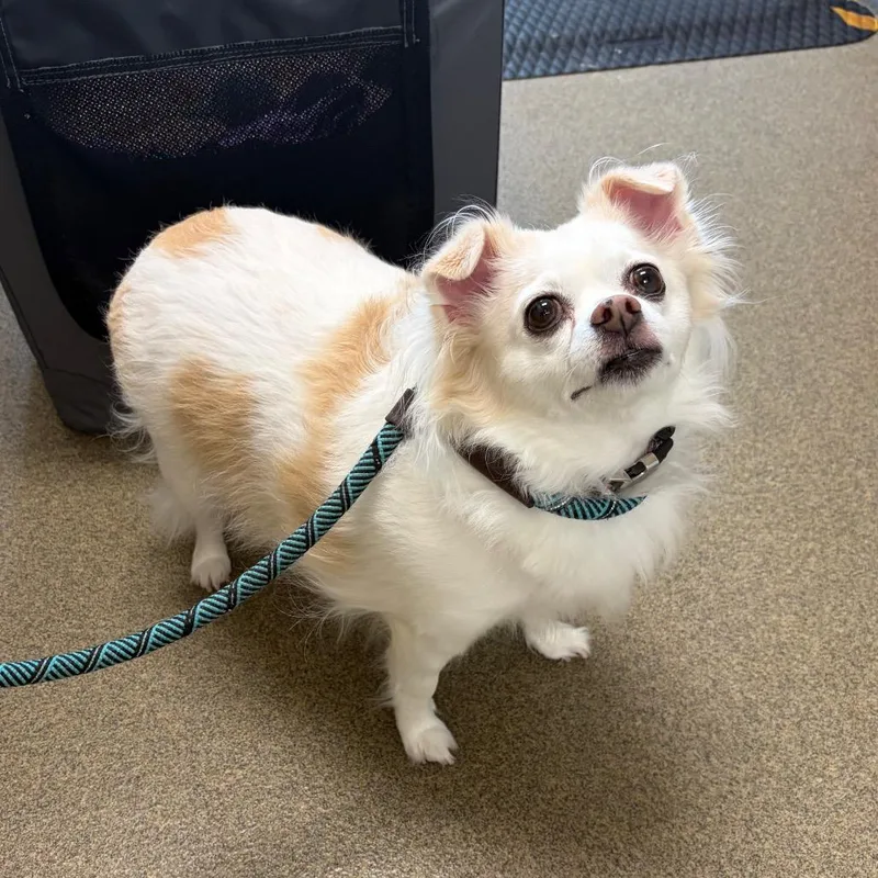 Rosie Ann thumbnail 2