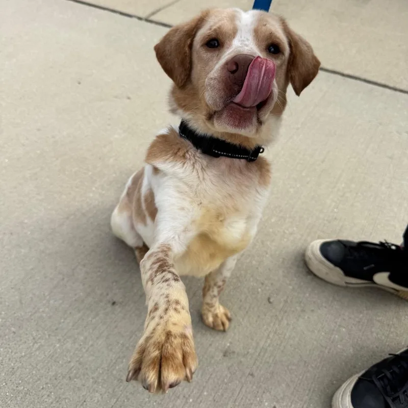 An adult small-sized male White / Cream Mixed Breed dog named Mr. Walrus for adoption in Naperville, IL