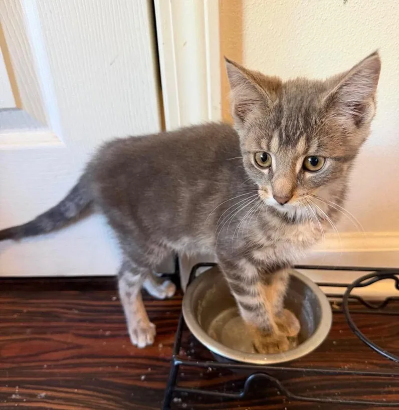 A baby medium-sized female Domestic Short Hair cat named Contreras for adoption in Fond Du Lac, WI