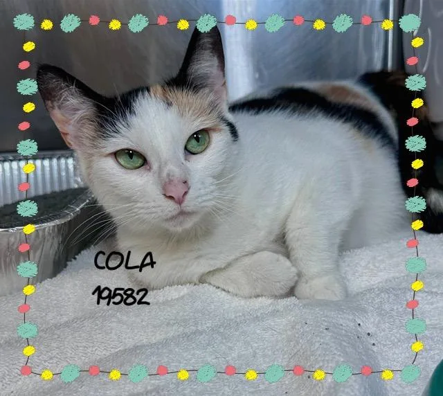 Cola