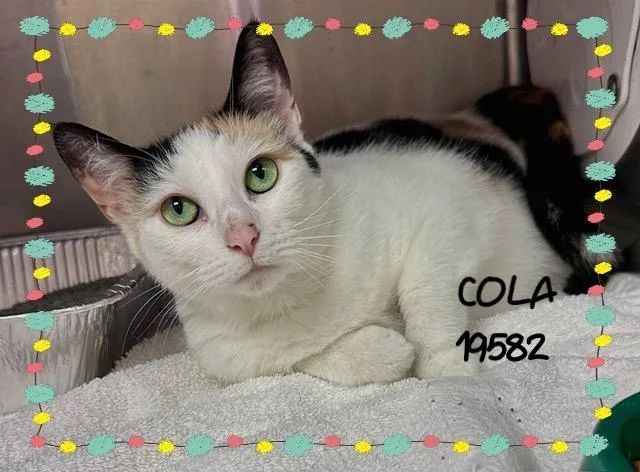 Cola thumbnail 2