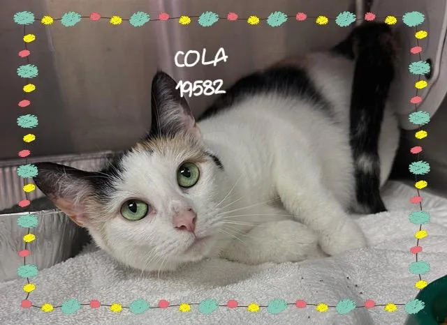 Cola thumbnail 3