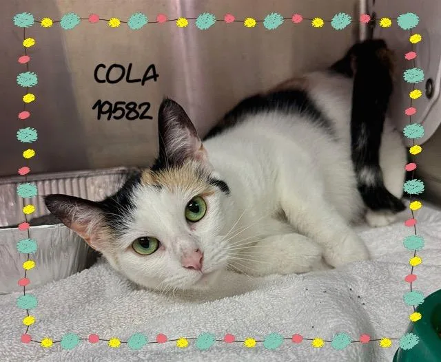 Cola thumbnail 4