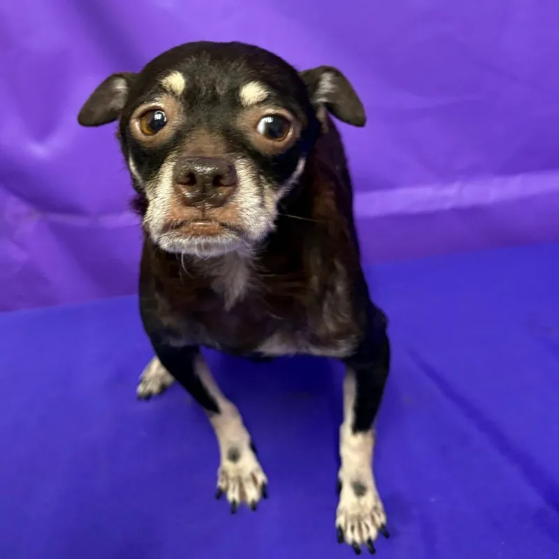 An adult small-sized female Chihuahua dog named Sienna for adoption in North Myrtle Beach, SC